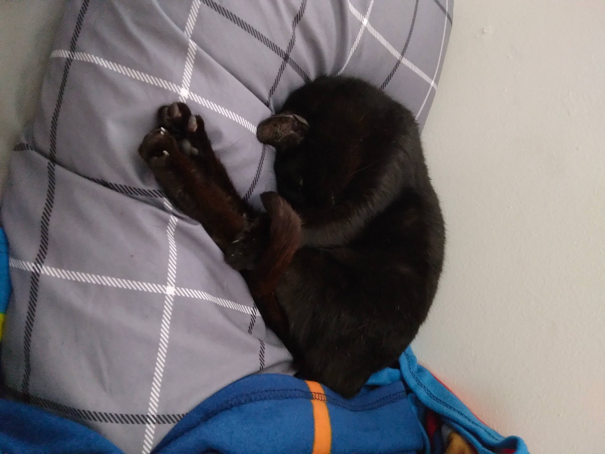 Candy joined the competition — help win amazing prizes! bag, bean_bag, black_cat, carnivore, cat, cat_bed, claw, comfort, domestic_short_haired_cat, electric_blue, felidae, fur, grey, linens, luggage_and_bags, nap, small_to_medium_sized_cats, tail, terrestrial_animal, whiskers