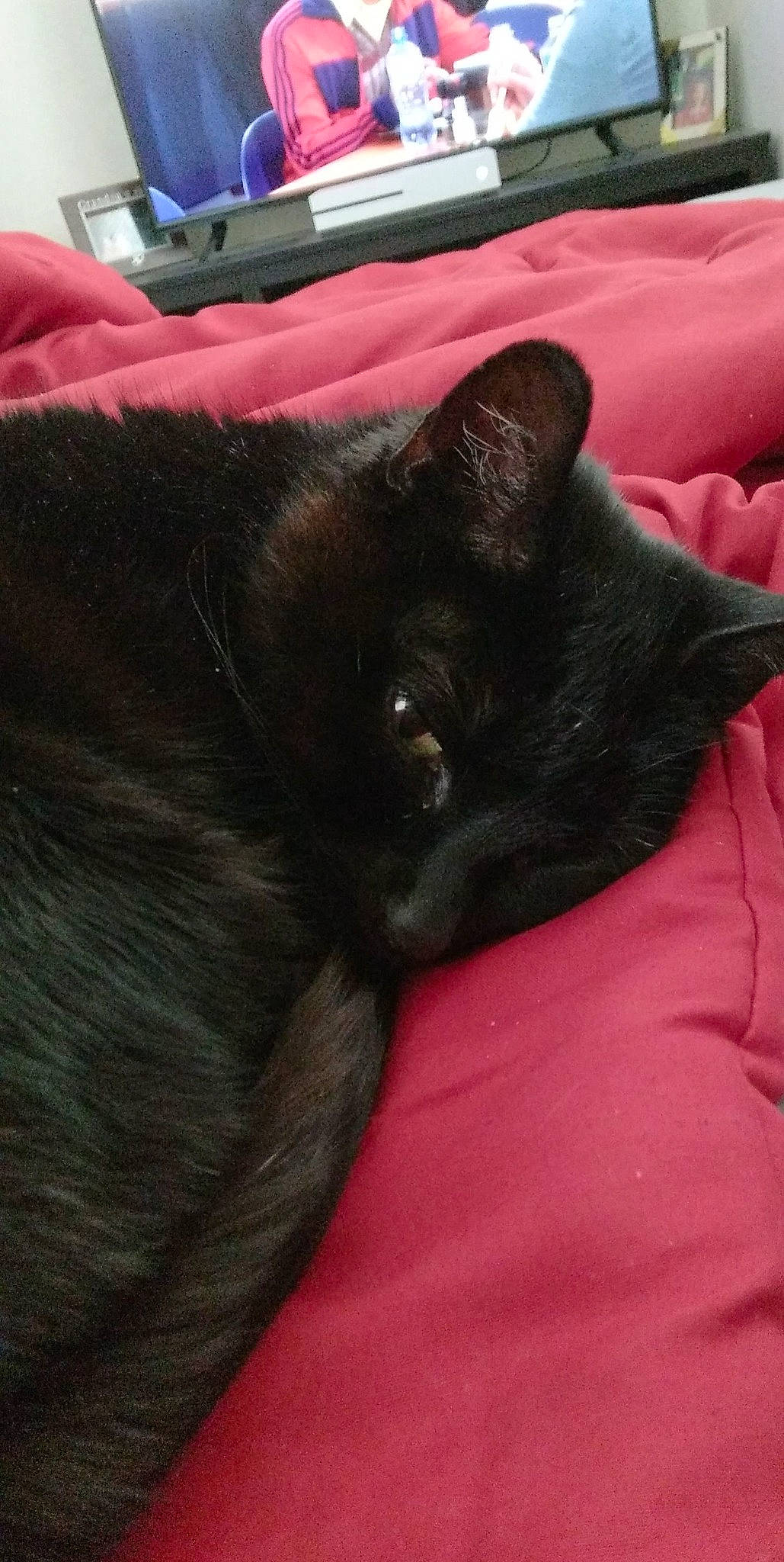 Candy joined the competition — help win amazing prizes! bag, black_cat, bombay, canidae, carmine, carnivore, cat, claw, comfort, dog_breed, domestic_short_haired_cat, felidae, fur, luggage_and_bags, nap, small_to_medium_sized_cats, snout, tail, terrestrial_animal, whiskers