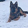 dog, german_shepherd, snow, winter, outdoor, animal, pet, canine, fur, lying_down, snowflakes, cold, nature, mammal, quiet, calm, weather, daytime, ground, leash