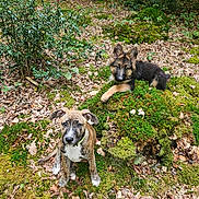 Aussy participe au concours pour gagner de l'argent avec cette photo : puppy, dog, forest, moss, nature, outdoor, leaf_litter, brown_dog, black_and_tan_dog, young_dog, canine, animal, grass, tree, plant, mossy_rock, curious, sitting, lying_down, woods