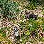puppy, dog, forest, moss, nature, outdoor, leaf_litter, brown_dog, black_and_tan_dog, young_dog, canine, animal, grass, tree, plant, mossy_rock, curious, sitting, lying_down, woods