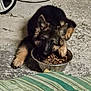 Aussy participe au concours pour gagner de l'argent avec cette photo : puppy, german_shepherd, dog, food_bowl, kibble, paw, indoor, concrete_floor, striped_cushion, pet, animal, young_dog, fur, ears, snout, feeding, cute, domestic_animal, playful, companion