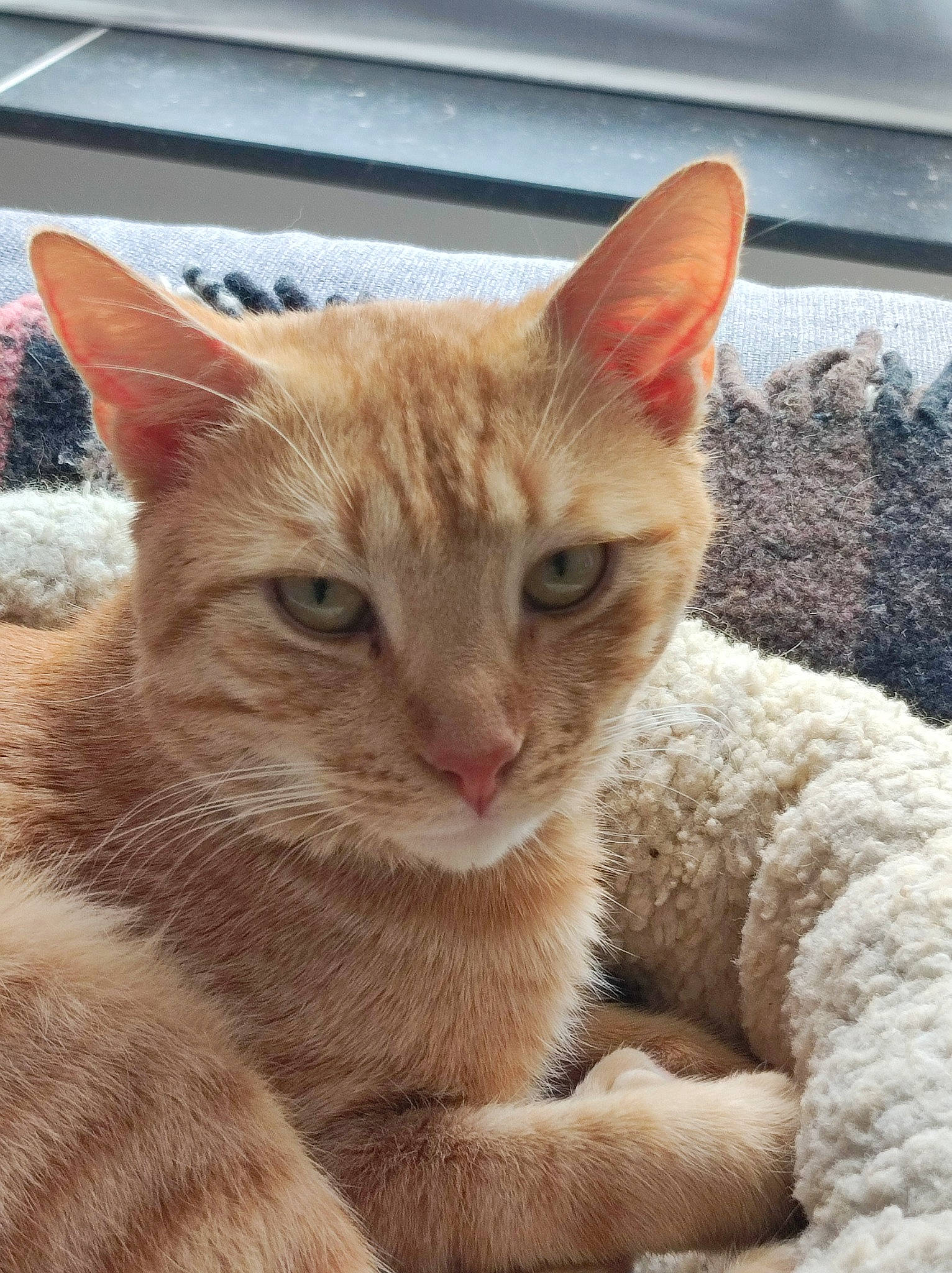 Gavroche participe au concours pour gagner de l'argent avec cette photo : carnivore, cat, cat_supply, claw, comfort, domestic_short_haired_cat, fang, fawn, felidae, fur, paw, small_to_medium_sized_cats, snout, tail, terrestrial_animal, whiskers, window