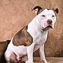 dog, pit_bull, sitting, portrait, studio_shot, brown_and_white, short_hair, paws, ears, nose, eyes, attentive, indoor, woven_mat, textured_backdrop, pet, mammal, visible_teats, collar_none, front_legs