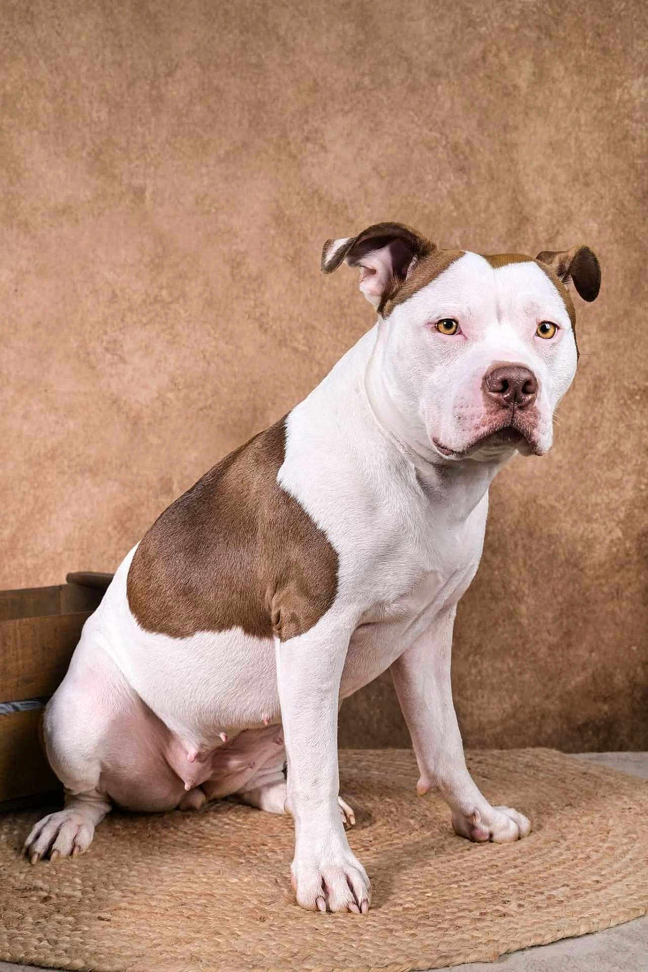 Vivi participe au concours pour gagner de l'argent avec cette photo : dog, pit_bull, sitting, portrait, studio_shot, brown_and_white, short_hair, paws, ears, nose, eyes, attentive, indoor, woven_mat, textured_backdrop, pet, mammal, visible_teats, collar_none, front_legs