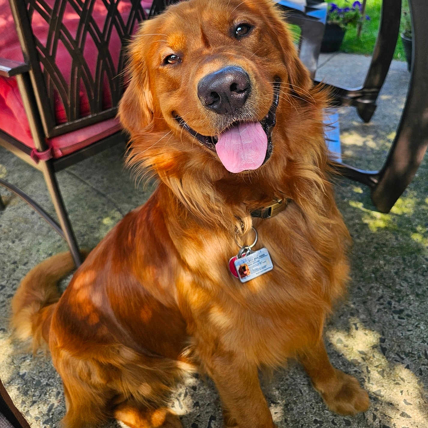 Macaroni is registered to the contest to win money with this photo: accessories, animal, bodypart, canine, chair, cockerspaniel, dog, furniture, goldenretriever, grass, hound, leash, machine, mouth, person, pet, plant, puppy, strap, tongue