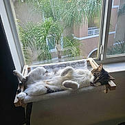 Paco is registered to the contest to win money with this photo: animal, cat, comfortable, cozy, daylight, feline, fur, hammock, home, indoor, lounging, napping, palm_trees, pet, relaxed, resting, sleeping, sunlight, tongue_out, window