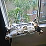 animal, cat, comfortable, cozy, daylight, feline, fur, hammock, home, indoor, lounging, napping, palm_trees, pet, relaxed, resting, sleeping, sunlight, tongue_out, window