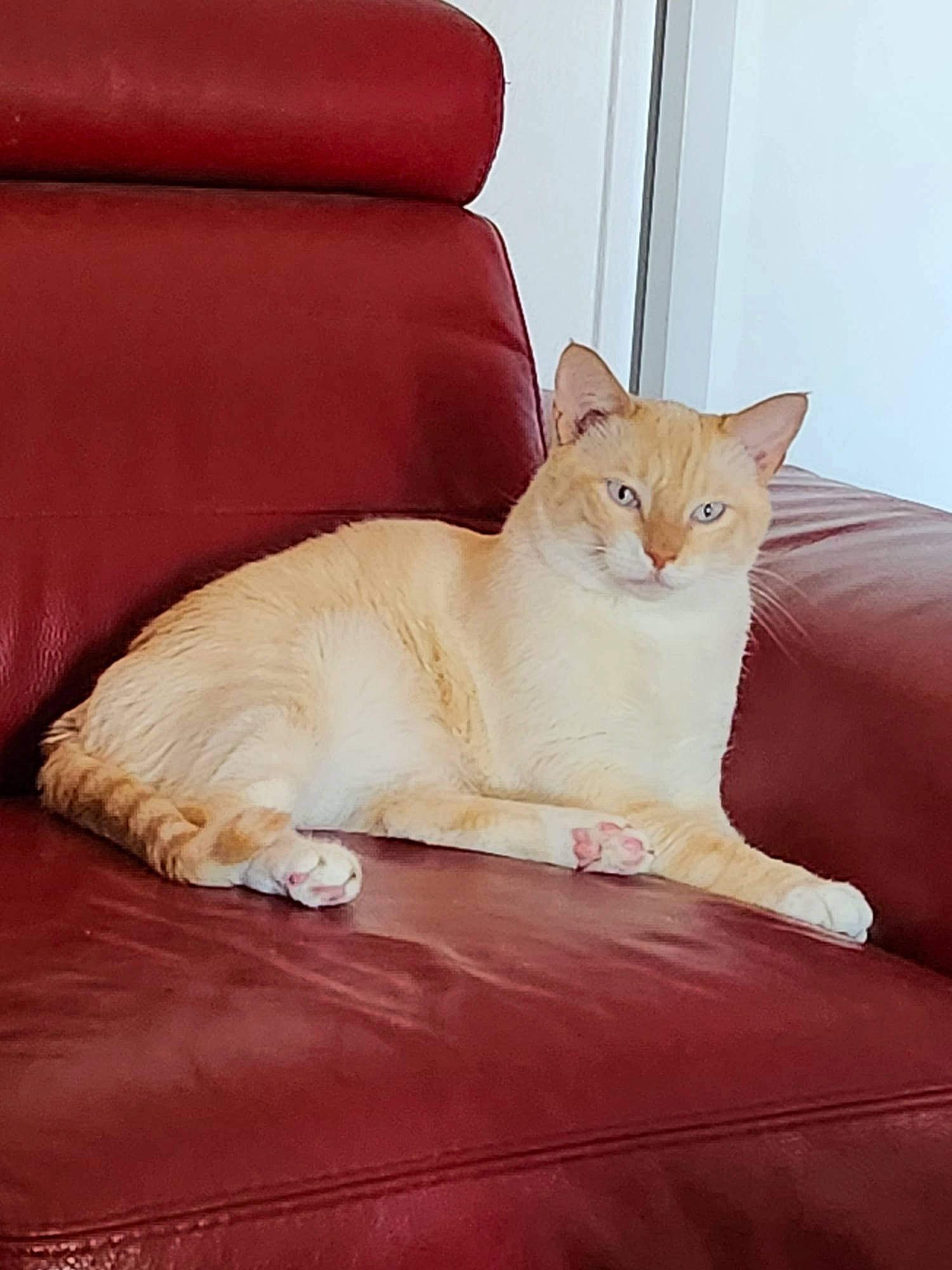 Choupi participe au concours pour gagner de l'argent avec cette photo : carnivore, cat, comfort, couch, domestic_short_haired_cat, fawn, felidae, flooring, fur, furniture, hardwood, linens, paw, sitting, small_to_medium_sized_cats, tail, terrestrial_animal, whiskers, window, wood