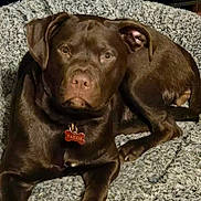 Tazzie is registered to the contest to win money with this photo: dog, chocolate_labrador, pet, bed, blanket, cozy, collar, name_tag, paws, nose, eyes, ears, fur, portrait, looking_at_camera, indoor, resting, cushion, companion_animal, brown_dog