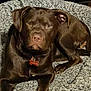 dog, chocolate_labrador, pet, bed, blanket, cozy, collar, name_tag, paws, nose, eyes, ears, fur, portrait, looking_at_camera, indoor, resting, cushion, companion_animal, brown_dog