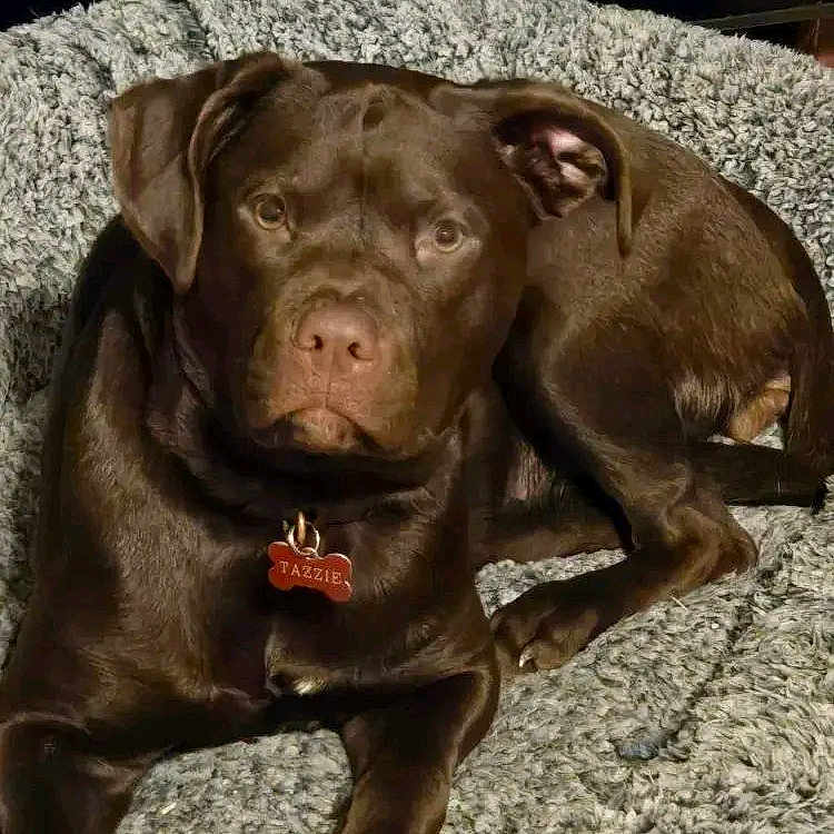 Tazzie is registered to the contest to win money with this photo: bed, blanket, brown_dog, chocolate_labrador, collar, companion_animal, cozy, cushion, dog, ears, eyes, fur, indoor, looking_at_camera, name_tag, nose, paws, pet, portrait, resting