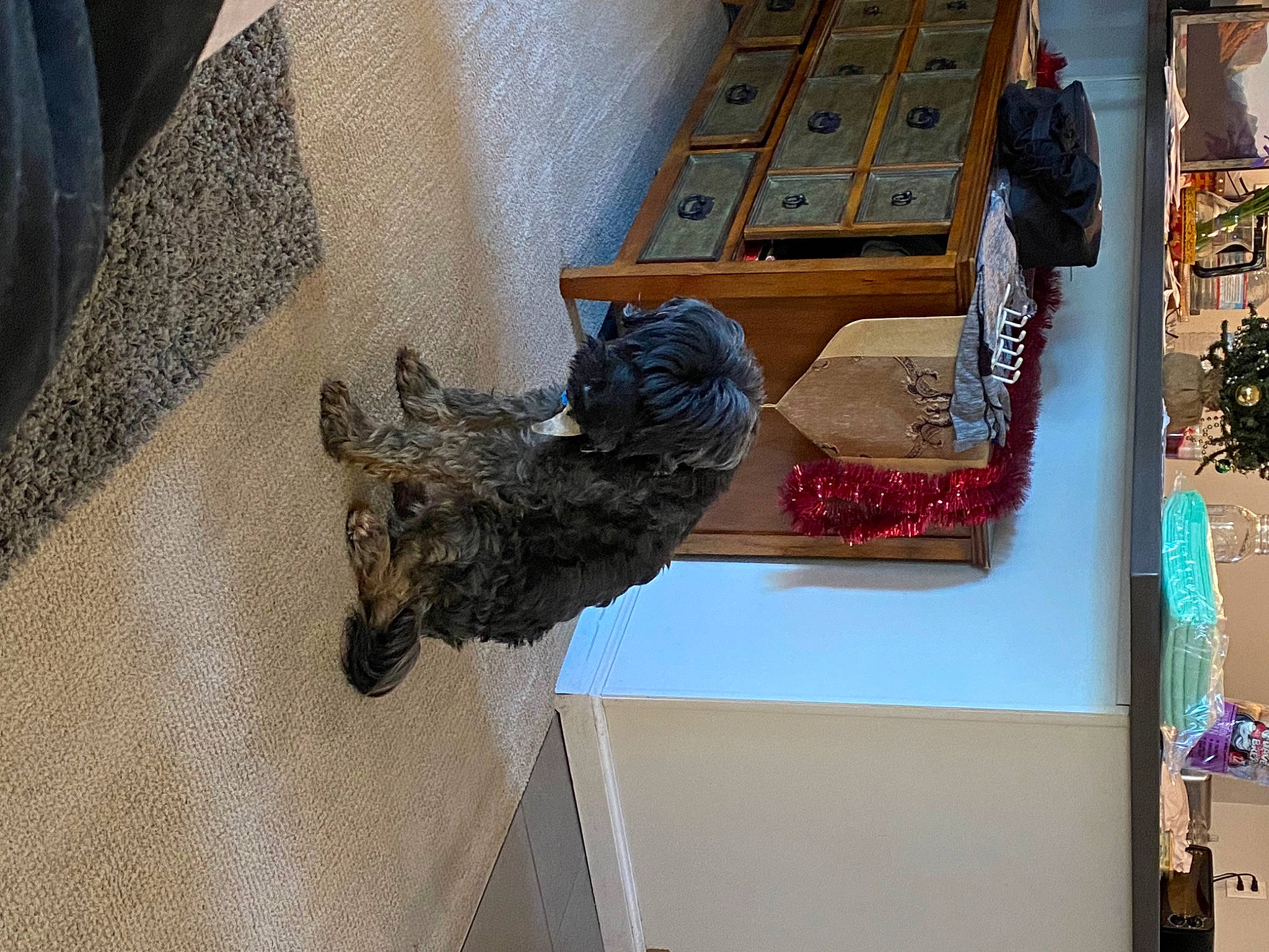 Tiger is registered to the contest to win money with this photo: art, building, dog, dog_breed, felidae, flooring, hardwood, pattern, room, small_to_medium_sized_cats, statue, tail, visual_arts, window, wood