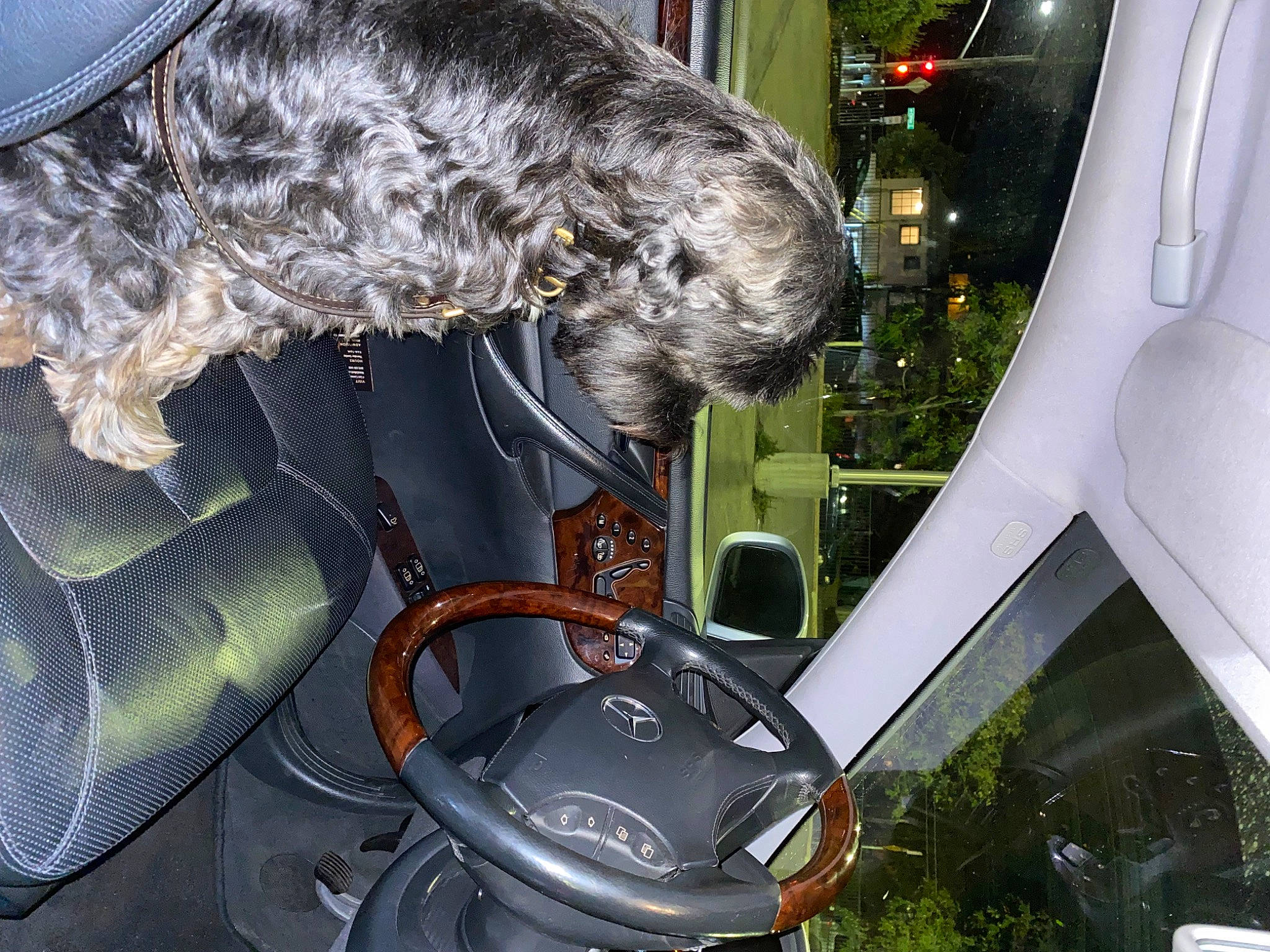 Tiger joined the competition — help win amazing prizes! auto_part, automotive_design, automotive_exterior, automotive_lighting, automotive_mirror, automotive_tire, car, carnivore, fender, glass, headlamp, hood, motor_vehicle, plant, rear_view_mirror, steering_wheel, vehicle, vehicle_door, window, windshield