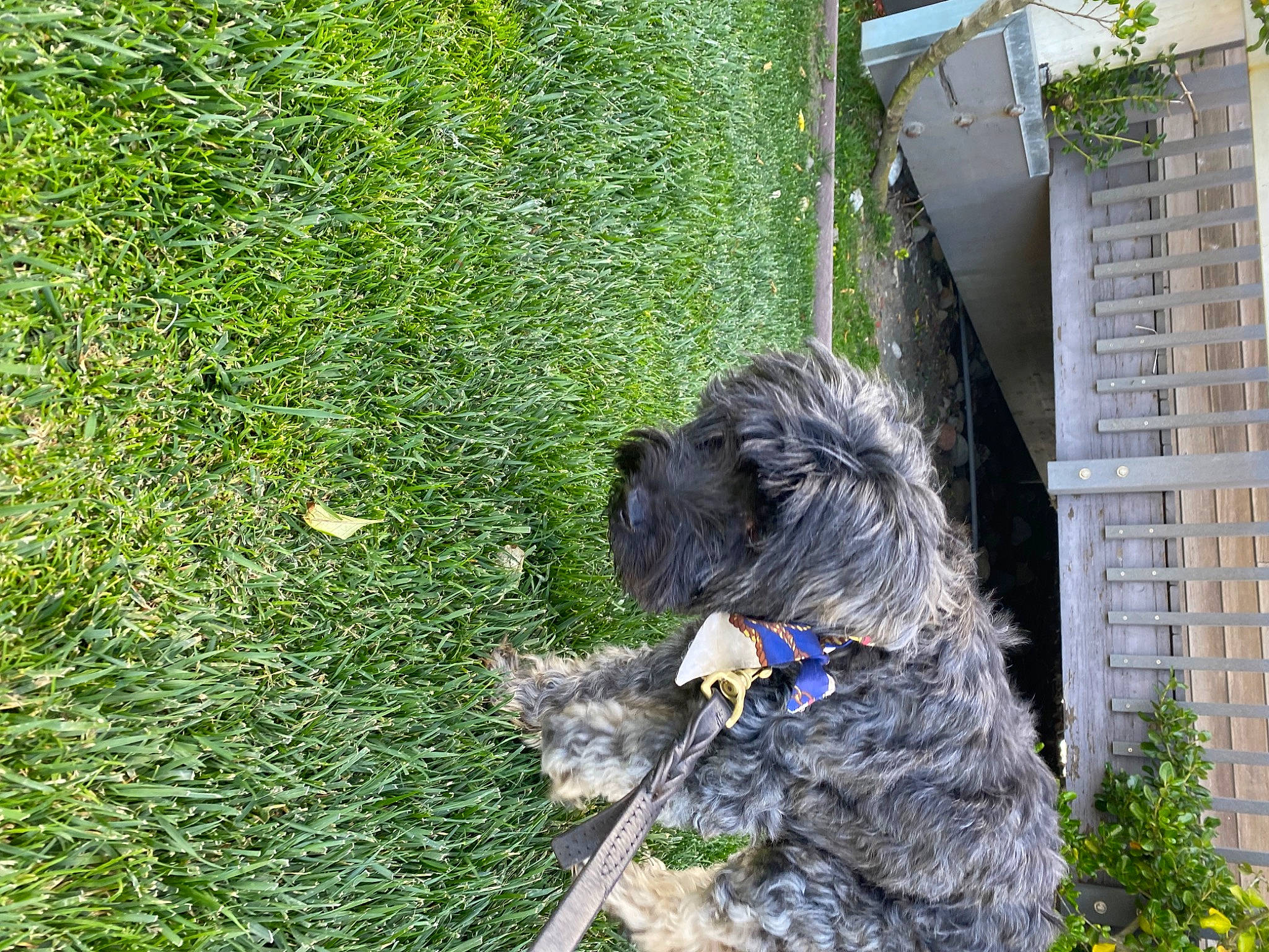 Tiger joined the competition — help win amazing prizes! building, carnivore, companion_dog, dog, dog_breed, dog_collar, dog_supply, grass, groundcover, plant, schnauzer, small_terrier, snout, sporting_group, standard_schnauzer, tail, terrier, toy_dog, water_dog, working_animal