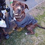 Lorcan is registered to the contest to win money with this photo: animal, bow, brindle, canine, collar, companion, dog, fur, grass, leash, looking_up, outdoor, paw, person, pet, shirt, sidewalk, sitting, wheelchair, wristband