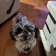 Asher is registered to the contest to win money with this photo: adorable, animal, black_fur, companion, couch, curly_coat, curly_fur, cute, dog, domestic_animal, floor, furniture, gray_fur, home, indoor, looking_up, pet, resting, small_dog, wooden_floor