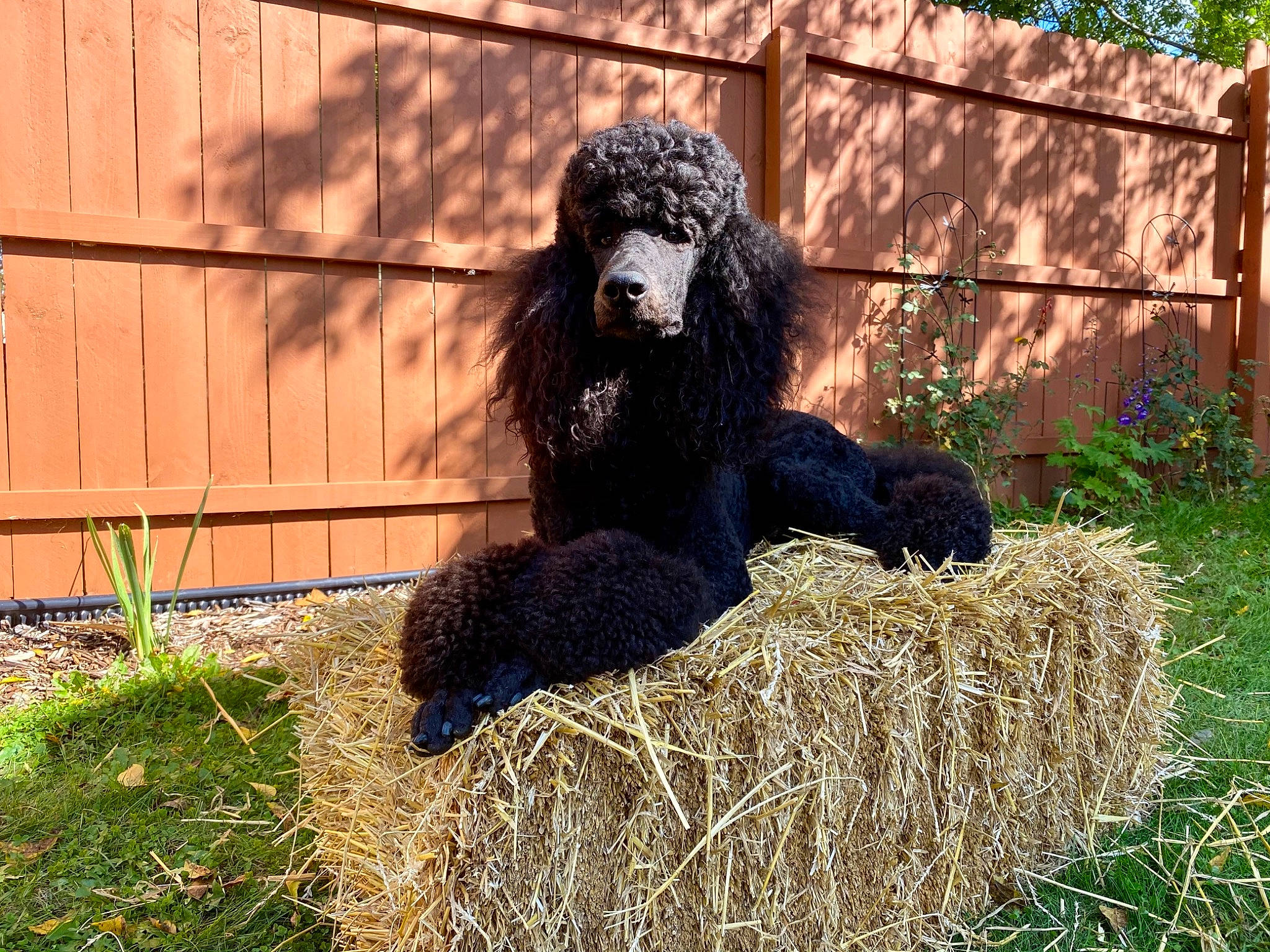 Reggie joined the competition — help win amazing prizes! agriculture, backyard, companion_dog, dog_breed, environmental_art, fence, fur, grass, grass_family, groundcover, hay, home_fencing, snout, sporting_group, straw, terrestrial_animal, water_dog, yard