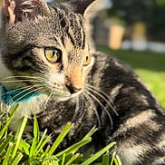 Leo is registered to the contest to win money with this photo: cat, tabby, grass, outdoor, collar, pet, animal, feline, closeup, nature, sunlight, whiskers, ears, eyes, blurred_background, mammal, domestic_animal, portrait, resting, daylight