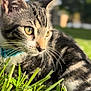 cat, tabby, grass, outdoor, collar, pet, animal, feline, closeup, nature, sunlight, whiskers, ears, eyes, blurred_background, mammal, domestic_animal, portrait, resting, daylight