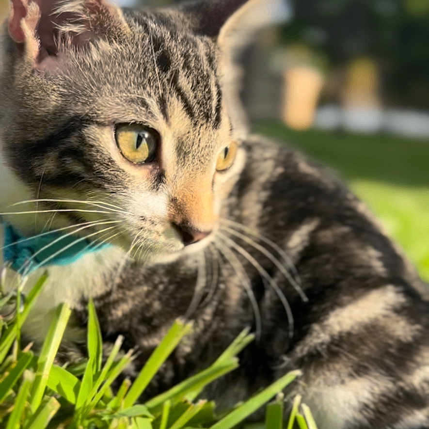 Leo is registered to the contest to win money with this photo: animal, blurred_background, cat, closeup, collar, daylight, domestic_animal, ears, eyes, feline, grass, mammal, nature, outdoor, pet, portrait, resting, sunlight, tabby, whiskers