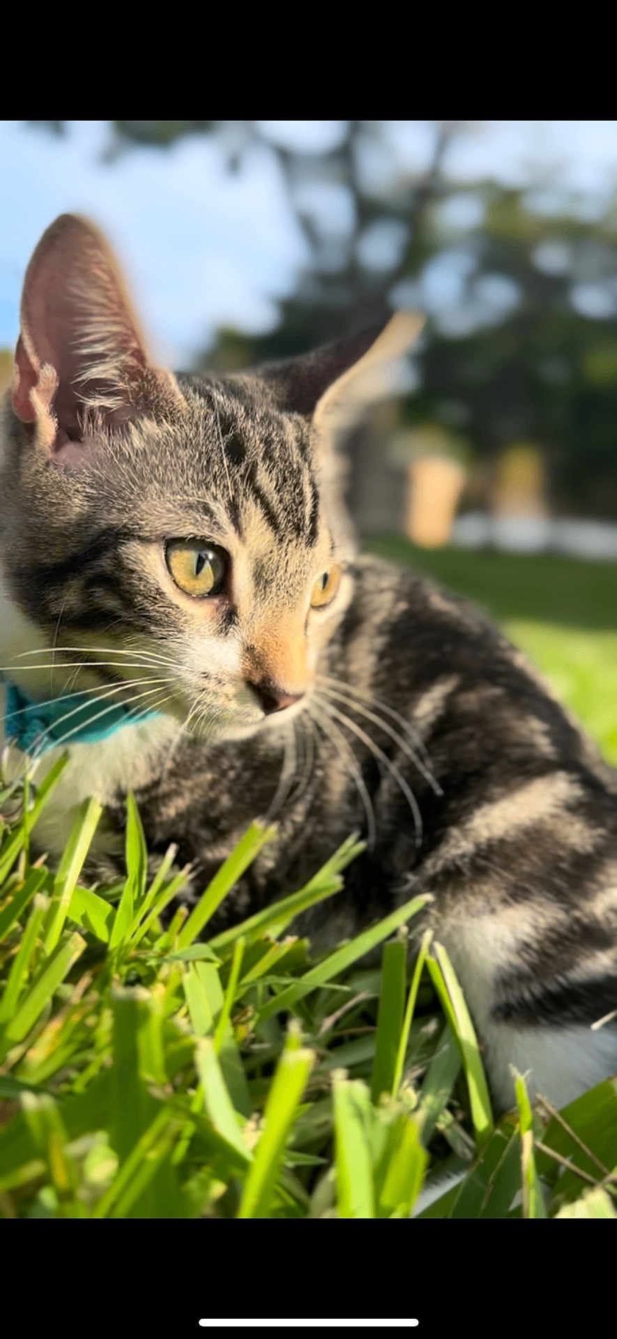Leo is registered to the contest to win money with this photo: cat, tabby, grass, outdoor, collar, pet, animal, feline, closeup, nature, sunlight, whiskers, ears, eyes, blurred_background, mammal, domestic_animal, portrait, resting, daylight