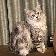 Dollie is registered to the contest to win money with this photo: cat, fluffy, silver_tabby, sitting, couch, curtains, indoor, pet, feline, soft_fur, yellow_eyes, domestic_cat, portrait, animal, cute, furry, whiskers, ears, tail, relaxed