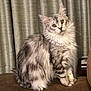 cat, fluffy, silver_tabby, sitting, couch, curtains, indoor, pet, feline, soft_fur, yellow_eyes, domestic_cat, portrait, animal, cute, furry, whiskers, ears, tail, relaxed