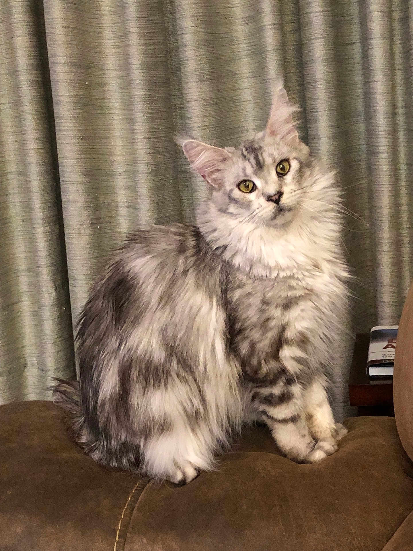 Dollie is registered to the contest to win money with this photo: cat, fluffy, silver_tabby, sitting, couch, curtains, indoor, pet, feline, soft_fur, yellow_eyes, domestic_cat, portrait, animal, cute, furry, whiskers, ears, tail, relaxed