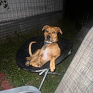 Kiloski is registered to the contest to win money with this photo: animal, brown, canine, casual, chair, collar, dog, fence, flash, fur, grass, leisure, looking, metal_frame, night, outdoor, paw, pet, relaxed, seat