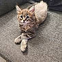 kitten, cat, feline, pet, cute, fluffy, gray_couch, indoor, animal, young_cat, tabby, whiskers, ears, paws, relaxed, looking, fur, home, cozy, adorable