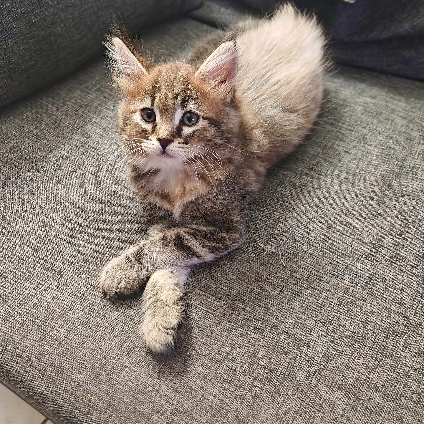 Athena participe au concours pour gagner de l'argent avec cette photo : adorable, animal, cat, cozy, cute, ears, feline, fluffy, fur, gray_couch, home, indoor, kitten, looking, paws, pet, relaxed, tabby, whiskers, young_cat