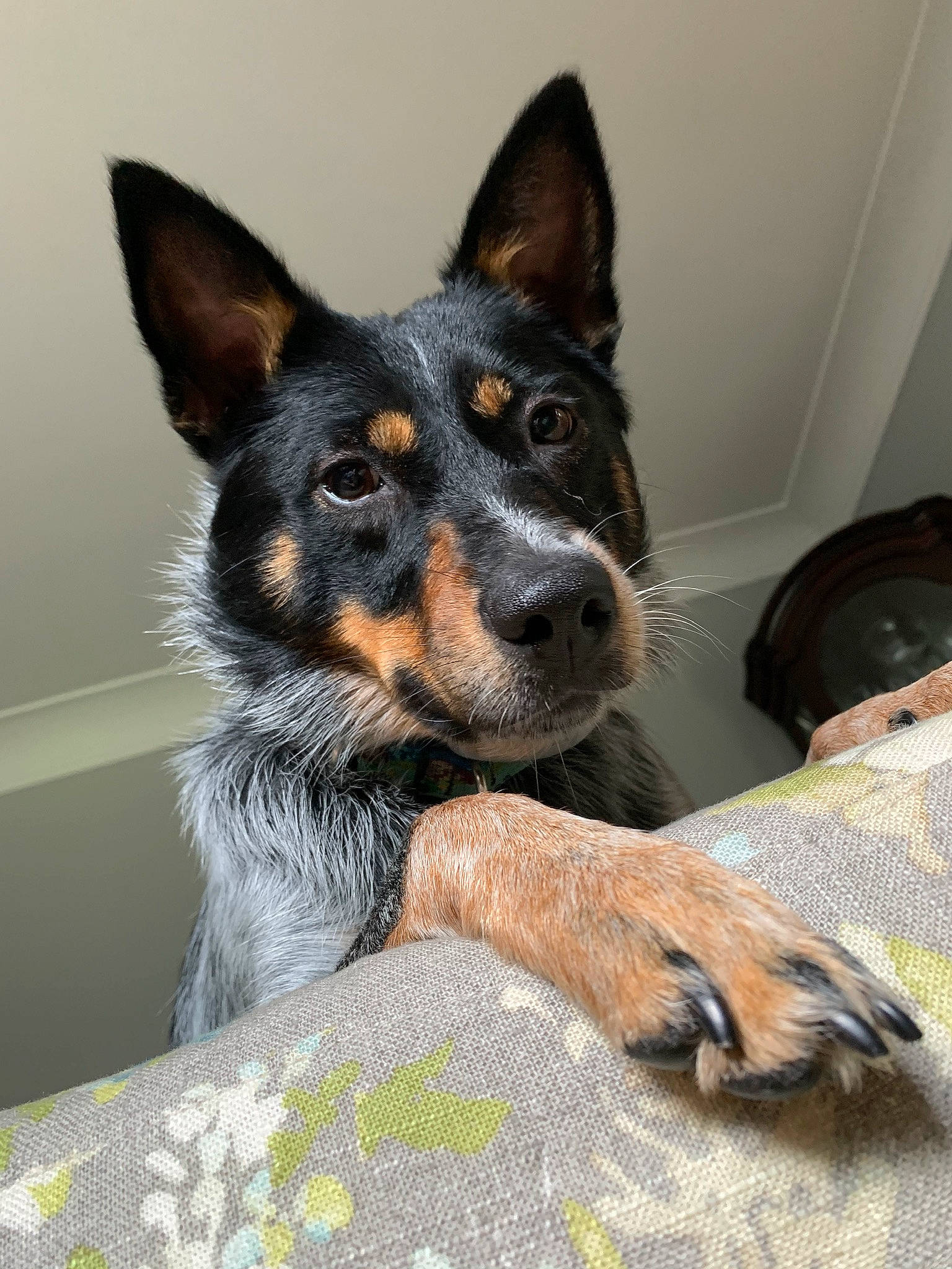 Millie is registered to the contest to win money with this photo: black, canidae, carnivore, comfort, companion_dog, dog, dog_breed, fur, grey, guard_dog, neck, paw, snout, sporting_group, vertebrate, whiskers, working_animal, working_dog