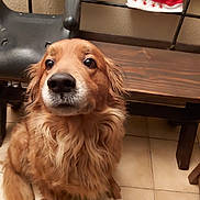 Thymba Chapka a rejoint le concours — aidez-le/la à gagner de superbes lots ! dog, golden_retriever, pet, indoor, floor, tile, bench, fur, animal, mammal, cute, sitting, looking_away, holiday_hat, furniture, brown, cozy, domestic, portrait, companion