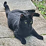 alert, animal, black_cat, cat, close_up, daylight, domestic_animal, feline, four_legs, grass, green_eyes, mammal, nature, outdoor, pavement, pet, resting, sidewalk, tail, whiskers