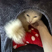 Blanchette a rejoint le concours — aidez-le/la à gagner de superbes lots ! cat, white_cat, animal, pet, furry, hand, human_hand, blanket, red_blanket, polka_dot, cozy, cat_cave, indoor, fur, cute, resting, comfort, domestic, soft, animal_face