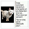 Blanchette participe au concours pour gagner de l'argent avec cette photo : cat, white_cat, blue_eyes, pet, animal, standing, fur, scruffy, isolated_background, text_overlay, french_text, abandonment, curious, close_up, portrait, domestic_cat, outdoor_cat, cute, animal_portrait, alone