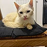 cat, cream_colored, tongue_out, cushion, wooden_chair, indoor, radiator, furniture, floor, pet, animal, cute, relaxed, playful, domestic, mammal, whiskers, ears, face, resting