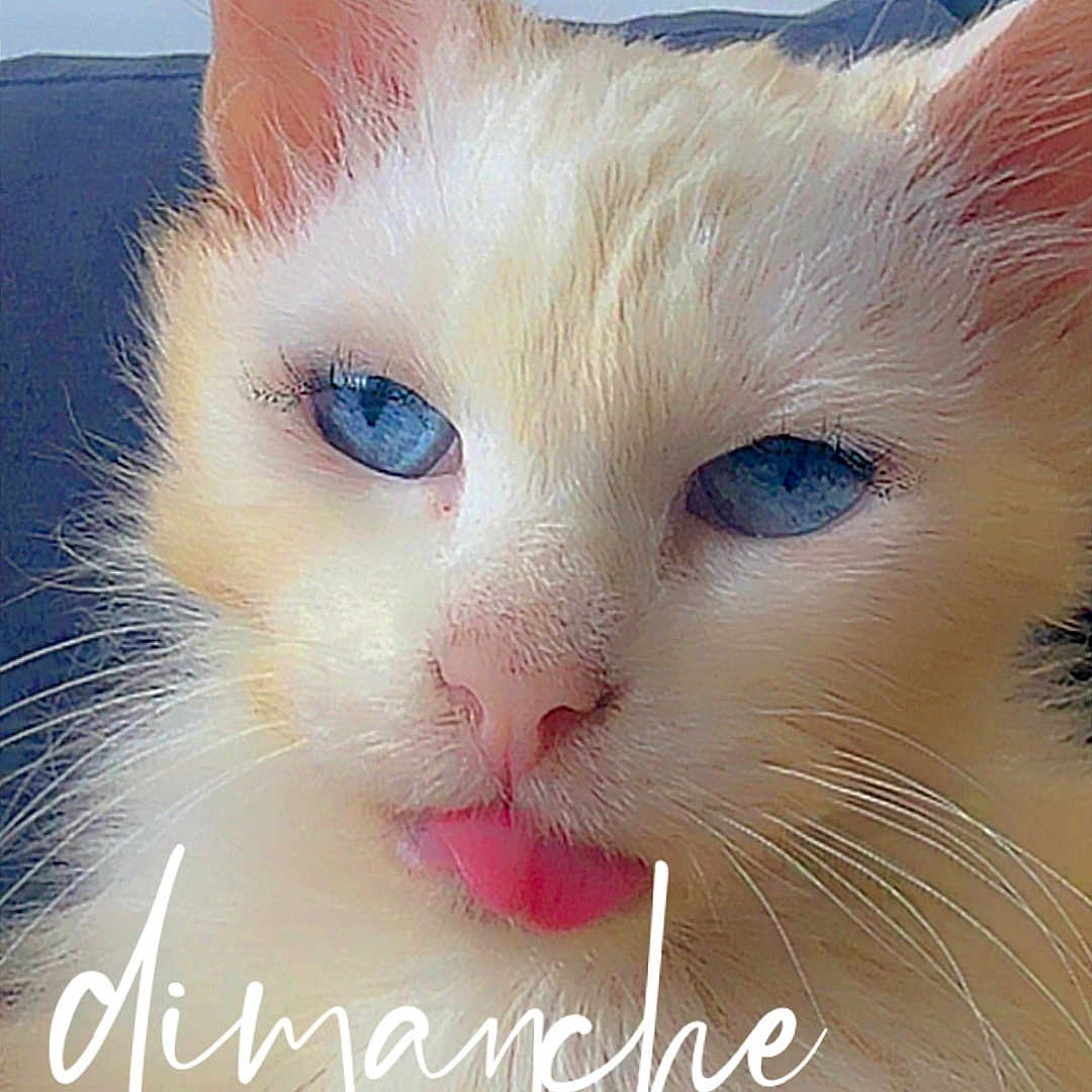 Blanchette a rejoint le concours — aidez-le/la à gagner de superbes lots ! cat, blue_eyes, tongue_out, close_up, fluffy, cream_colored, pet, animal, feline, whiskers, cute, indoor, relaxed, portrait, face, ears, pink_nose, domestic_cat, sitting, soft_fur