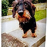 Octave participe au concours pour gagner de l'argent avec cette photo : australian_silky_terrier, carnivoran, dog, dog_breed, dog_like_mammal, miniature_schnauzer, puppy, snout, terrier, vulnerable_native_breeds, yorkshire_terrier