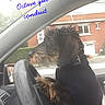 Octave participe au concours pour gagner de l'argent avec cette photo : auto_part, automotive_exterior, automotive_window_part, car, dog, dog_like_mammal, driving, family_car, mammal, photo_caption, snout, vehicle, vehicle_door, window, windshield