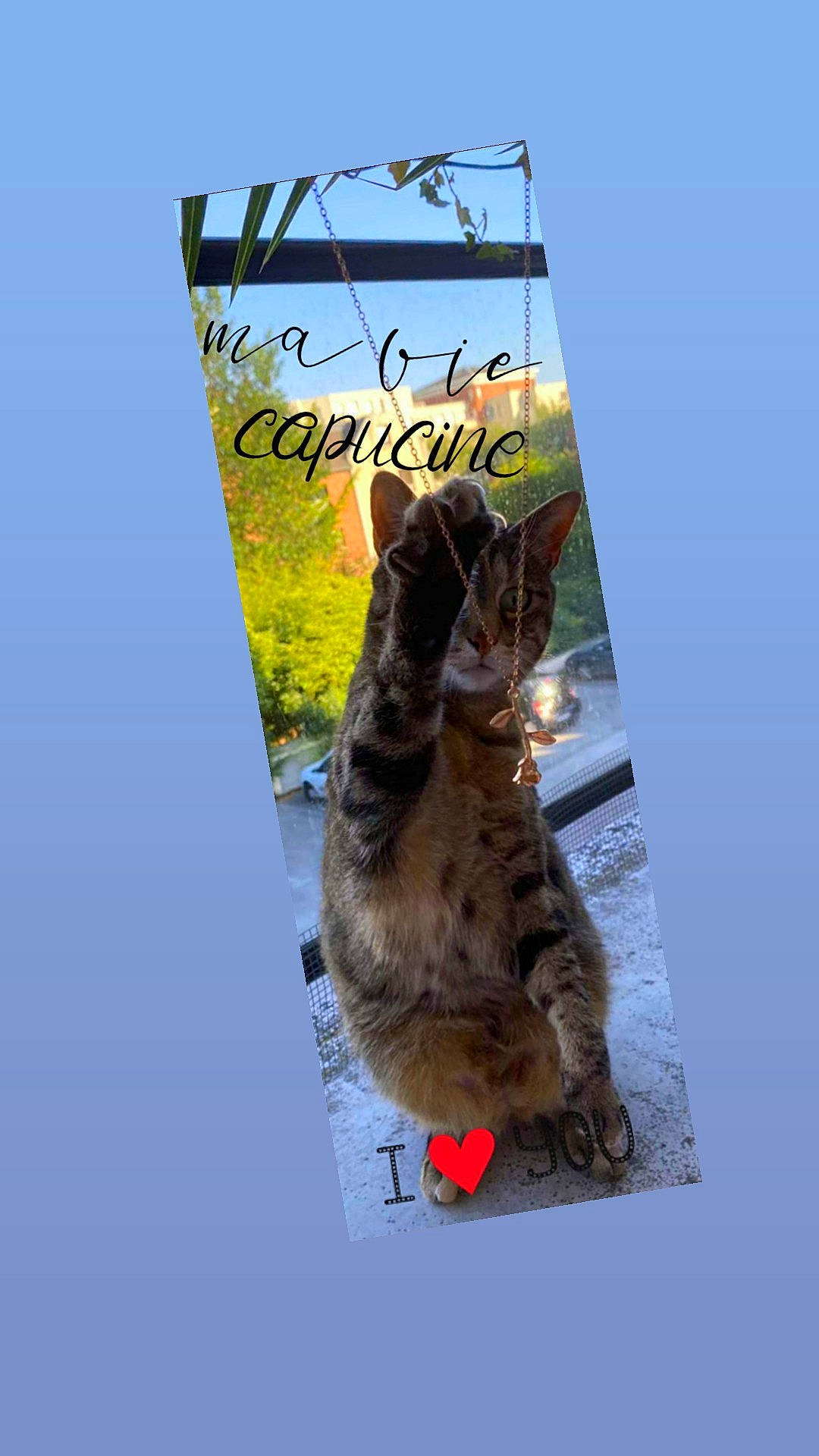 Capucine a rejoint le concours — aidez-le/la à gagner de superbes lots ! advertising, art, canidae, carnivore, cat, domestic_short_haired_cat, felidae, font, fur, graphic_design, grass, paw, photo_caption, small_to_medium_sized_cats, tail, terrestrial_animal, whiskers, wildlife