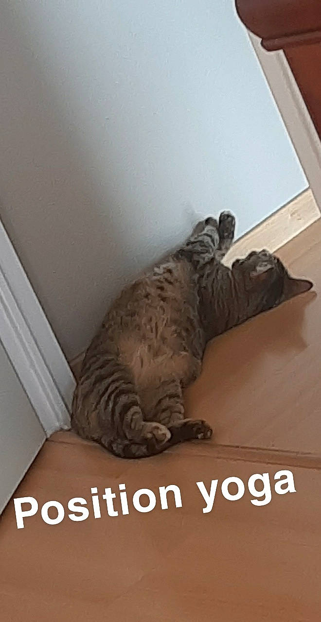 Capucine a rejoint le concours — aidez-le/la à gagner de superbes lots ! canidae, carnivore, cat, claw, comfort, domestic_short_haired_cat, felidae, floor, flooring, fur, grey, hardwood, paw, room, small_to_medium_sized_cats, snout, tail, terrestrial_animal, whiskers, wood