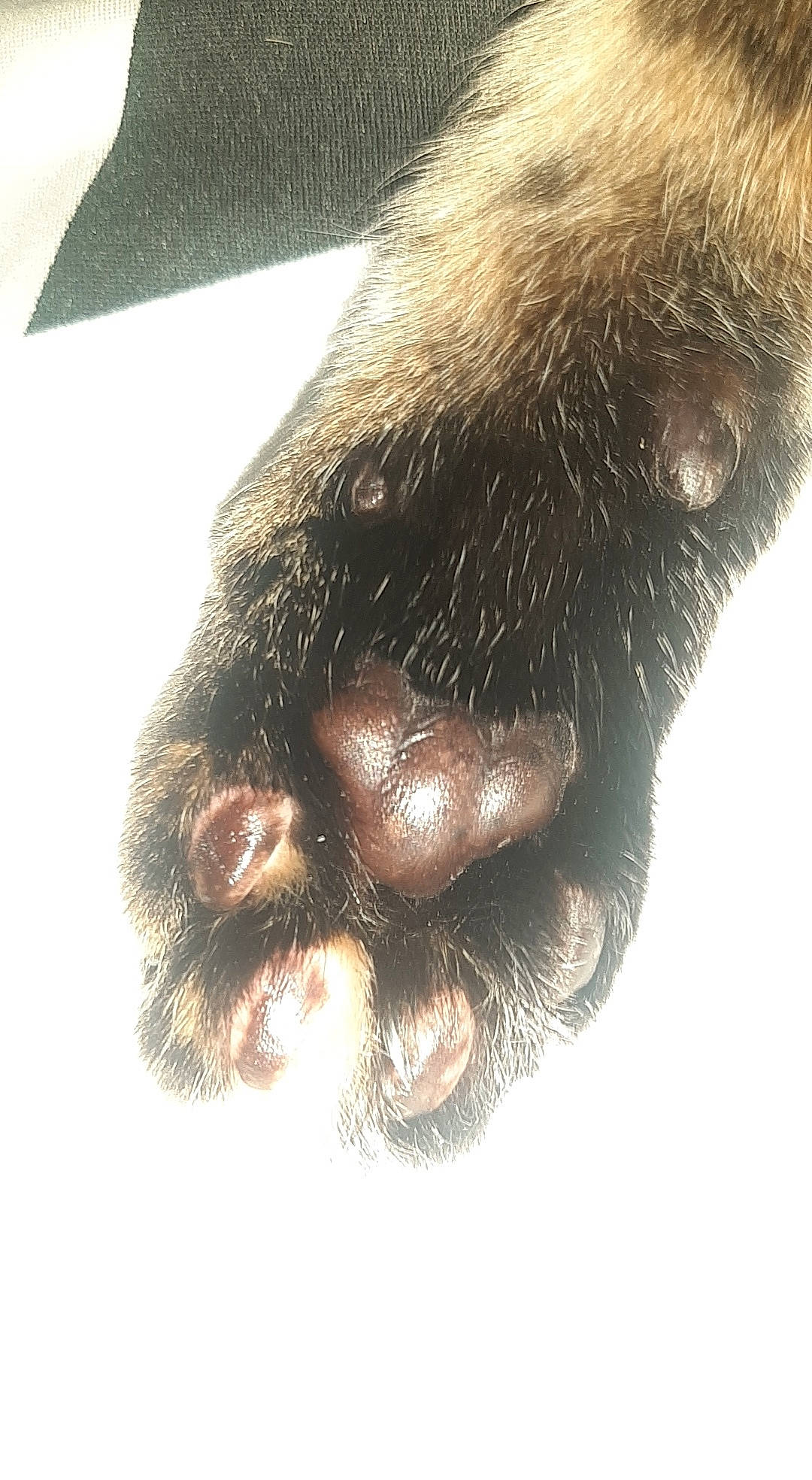 Capucine a rejoint le concours — aidez-le/la à gagner de superbes lots ! beard, canidae, carnivore, claw, dog_breed, facial_hair, fawn, felidae, foot, fur, liver, palm_tree, paw, snout, sporting_group, terrestrial_animal, whiskers, wildlife, working_animal, wrinkle
