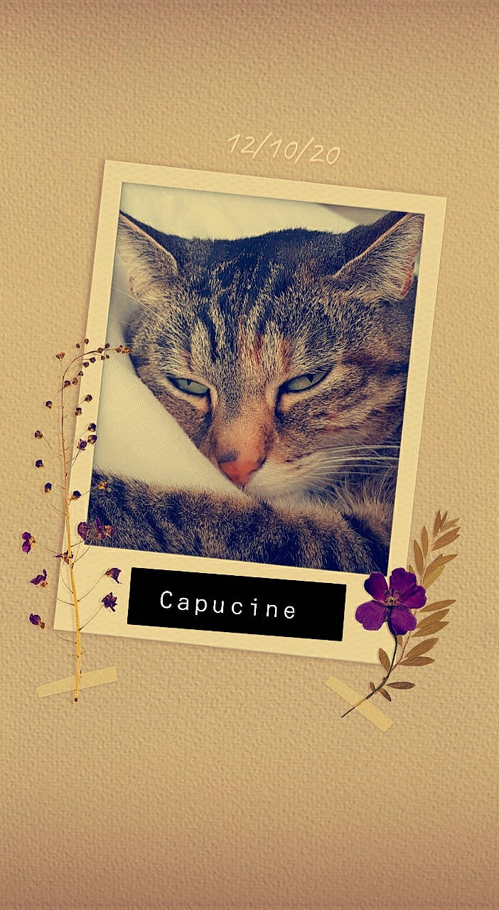 Capucine a rejoint le concours — aidez-le/la à gagner de superbes lots ! art, carnivore, cat, creative_arts, domestic_short_haired_cat, felidae, font, fur, graphics, greeting_card, illustration, paper_product, paw, photo_caption, plant, poster, rectangle, small_to_medium_sized_cats, tail, whiskers