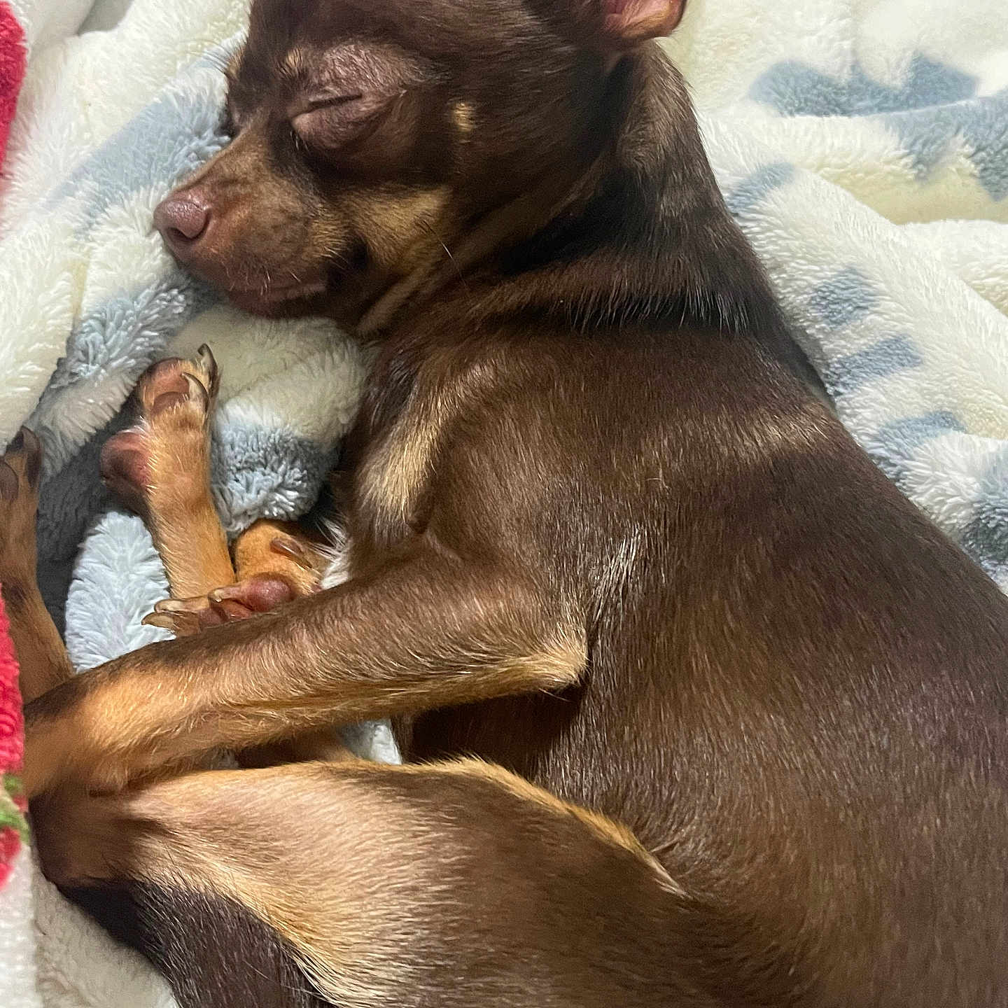 Rocky is registered to the contest to win money with this photo: animal, blanket, brown_fur, closed_eyes, companion, cozy, curled_up, cute, dog, ears, fur, indoors, nap, paw, pet, relaxed, resting, sleeping, small_dog, snout