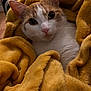 Simba is registered to the contest to win money with this photo: cat, blanket, cozy, indoor, fur, orange_and_white, pet, cute, snuggled, soft, warm, relaxed, animal, domestic, comfort, resting, wide_eyes, close_up, feline, curious