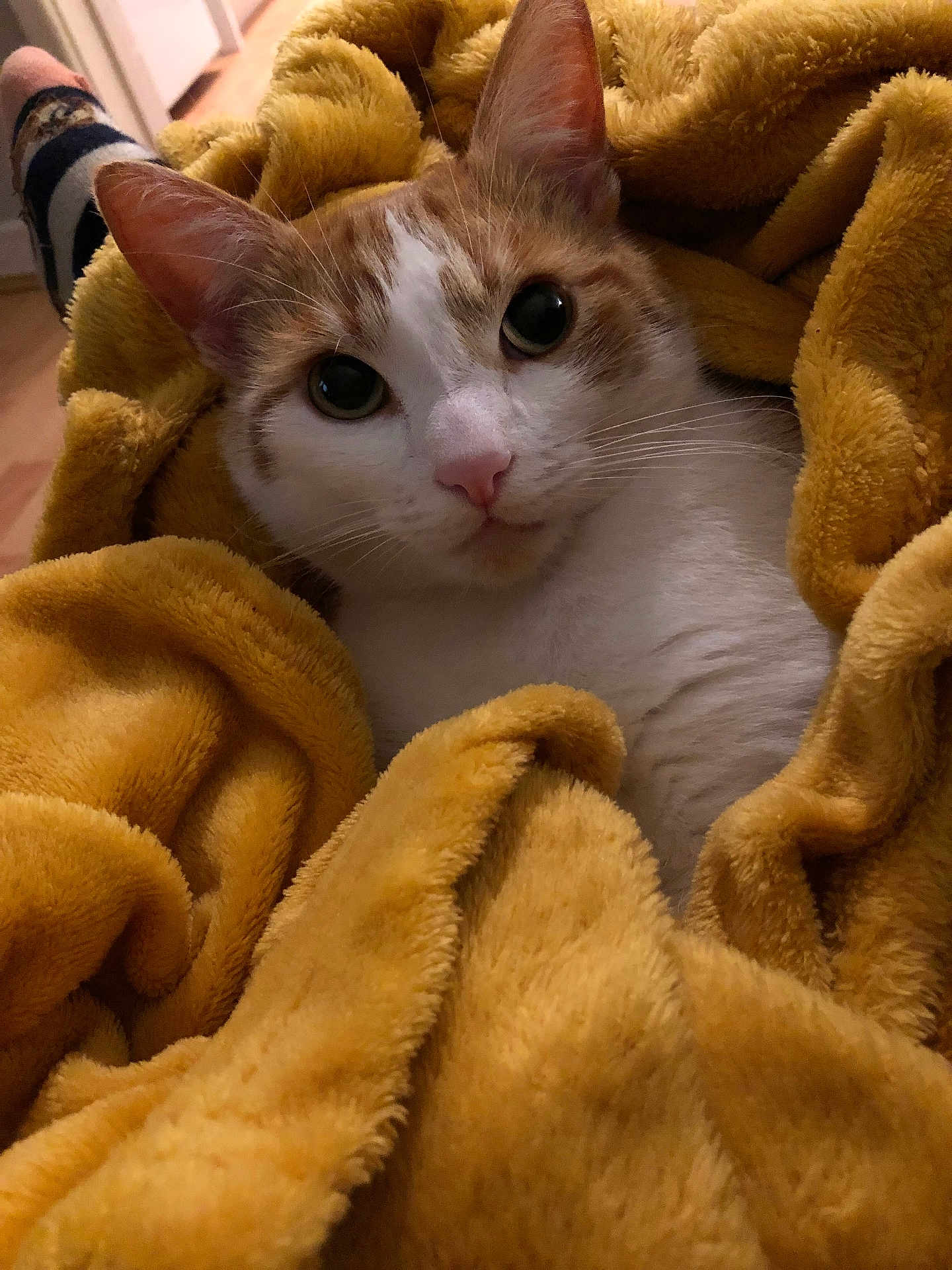 Simba