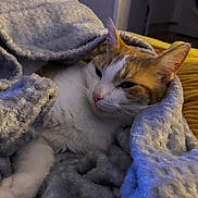 Simba joined the competition — help win amazing prizes! cat, orange_and_white_cat, blanket, cozy, indoor, sleepy, pet, fur, whiskers, relaxed, soft_texture, snuggled, home, comfort, animal, cute, resting, warm_lighting, feline, domestic_animal