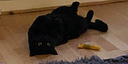 Ditzy is registered to the contest to win money with this photo: black_cat, cat, pet, floor, wooden_floor, rug, toy, indoor, animal, lying_down, playful, eyes, furniture, home, domestic, relaxing, person_arm, blur, low_light, cozy